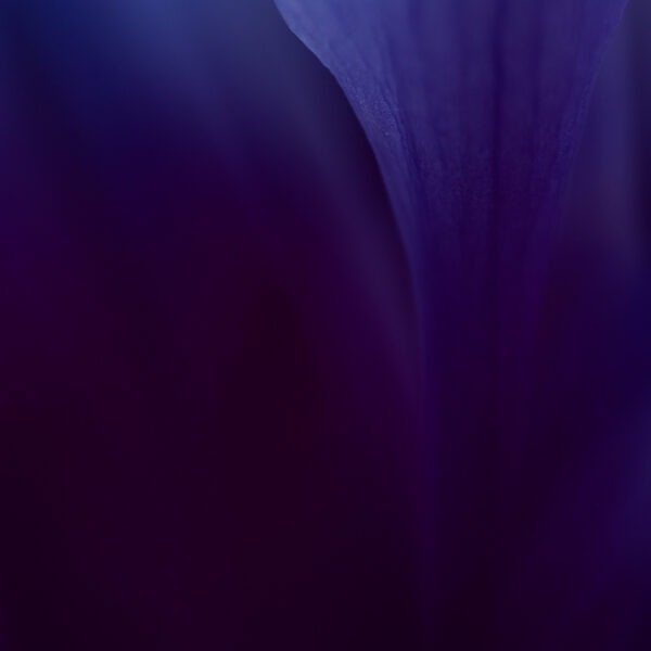 Photo: Niamh Whitty/www.pictureitsold.ie